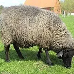 Pomeranian Coarsewool