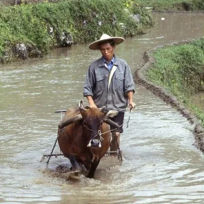 Wiley Water Buffalo