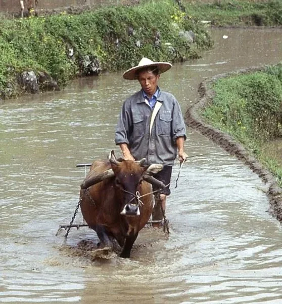 Wiley Water Buffalo