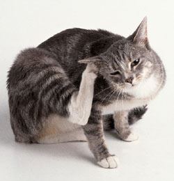 Ear Mites in Cats: Symptoms and Treatments