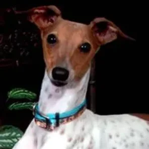 The Italian Greyhound