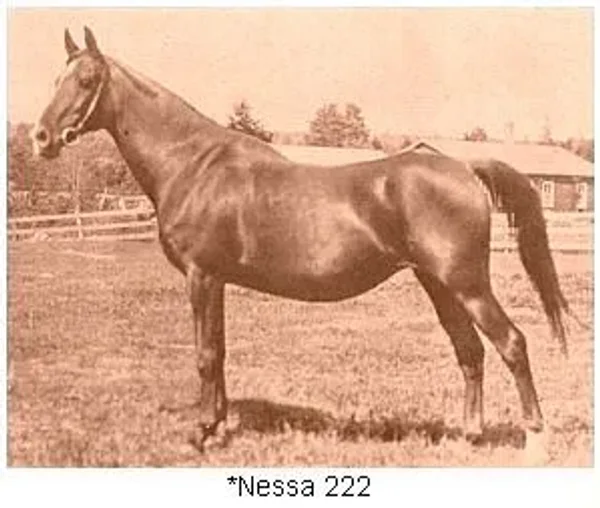 Nessa
