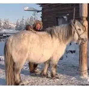Yakutian