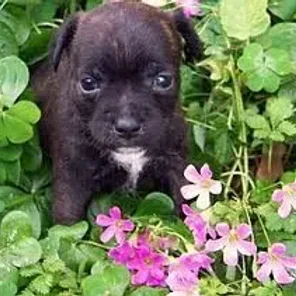 Miniboz (Designer Dog)