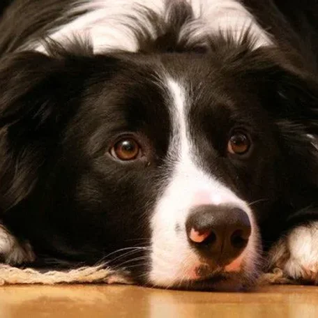 What comes to mind when you hear the term “guard dog” Do you immediately picture a monstrous, muscular animal with massive slavering jaws and a bone-chilling, deep-voiced bark