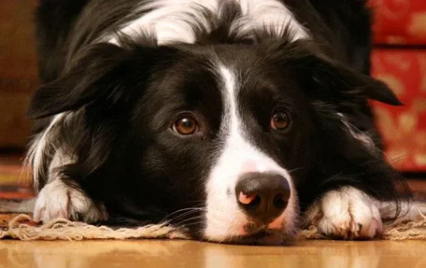 What comes to mind when you hear the term “guard dog” Do you immediately picture a monstrous, muscular animal with massive slavering jaws and a bone-chilling, deep-voiced bark
