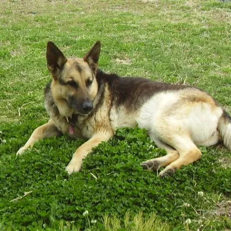 My sweet friend Sans Souci (Sau-Sau) whom I miss every day. Please reincarnate and come back to me soon!