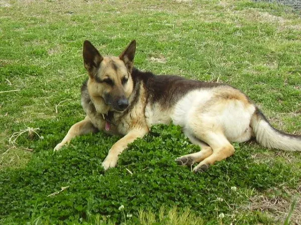 My sweet friend Sans Souci (Sau-Sau) whom I miss every day. Please reincarnate and come back to me soon!