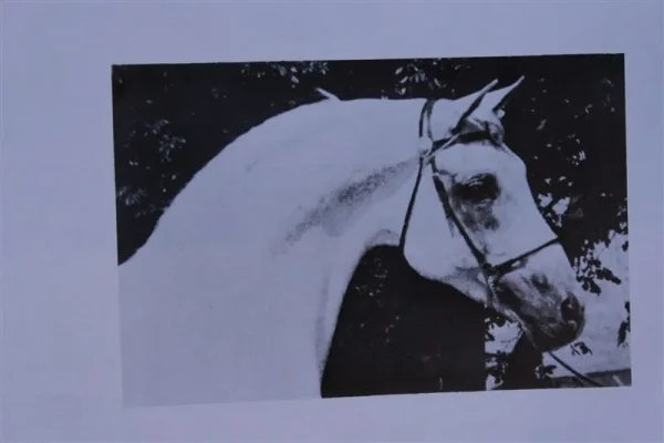 Rastol (Raseyn x Stola) grey stallion, foaled February 4, 1948Bred by United States Government