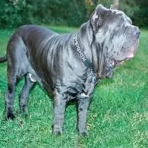 Ultimate Mastiff (Designer Dog)