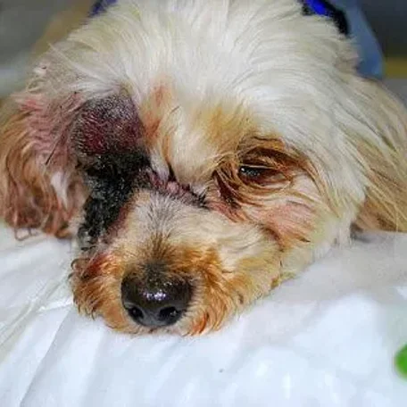 Snake bite and your Pets! Danger!