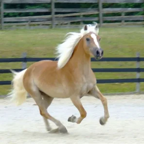 Driving Horses List