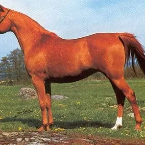 Galaxcja