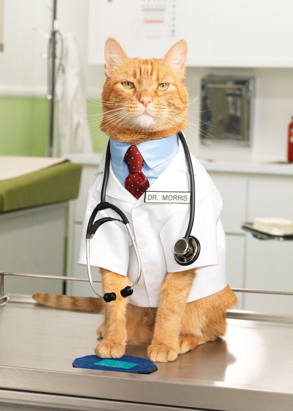 6 Ways to Keep Your Cat Healthy