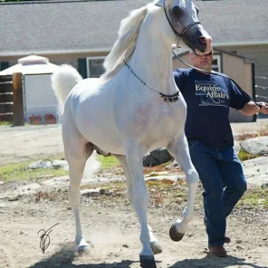 SI Prince Ali Shiraz