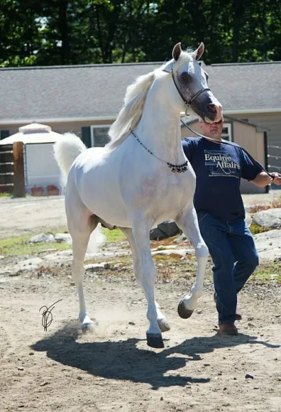 SI Prince Ali Shiraz