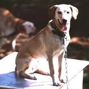 Mountain View Cur