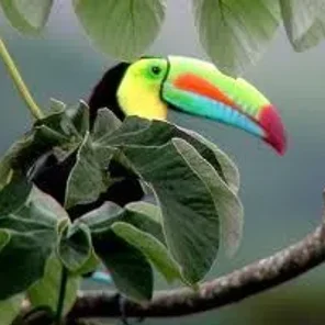Green-billed (Red-breasted)