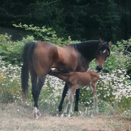 with Hanoverian x filly