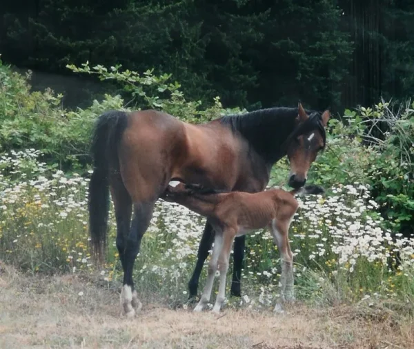 with Hanoverian x filly