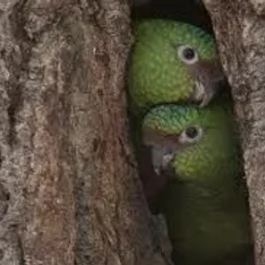 Austral Conure