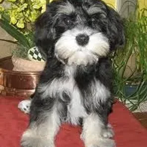 Mauzer (Designer Dog)