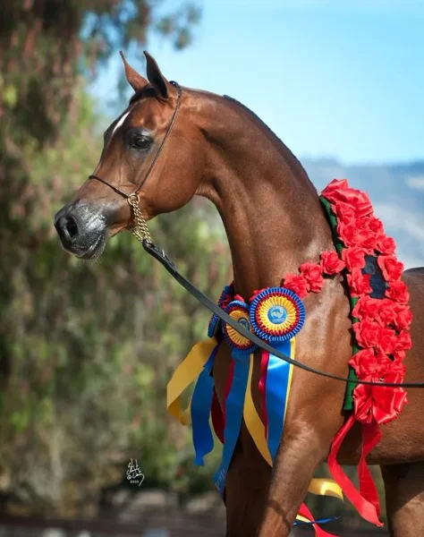 Royal Arabians