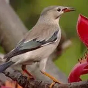 Red-billed Starling