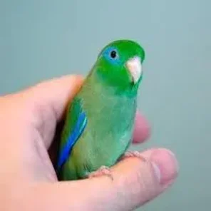 Medium Parrot Supplies Checklist - Caiques, Small Conures, Lories, Large Parakeets, Pionus, and Poicephalus