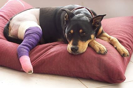 Top 10 Dog and Cat Injuries - Part 1