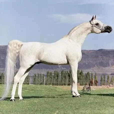 El Hilal 1966 Straight Egyptian Stallion.