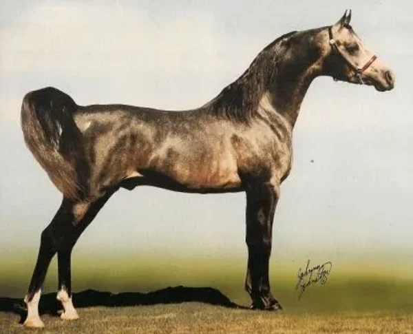 AN MARRETTO