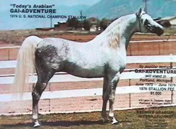For the next three decades horses such as Gazon, Galatina, Raffon, Gavrelle, Gai Adventure, Gaizon, Ga-Rageyma, Gafferra, Ga-Gajala, Shar Mar Ferzay and Gai Champion became famous in their own right and helped perpetuate the Gainey "look".