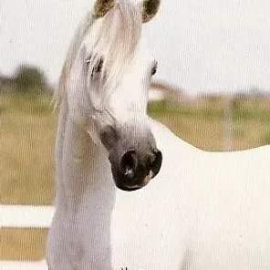 Jur Jakleen
