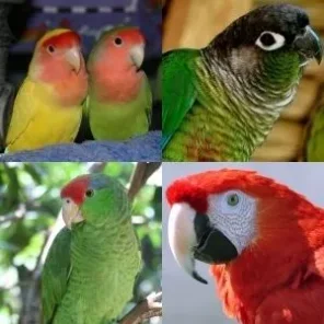 Parrotlets