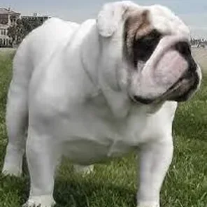 Miniature English Bulldach (Designer Dog)