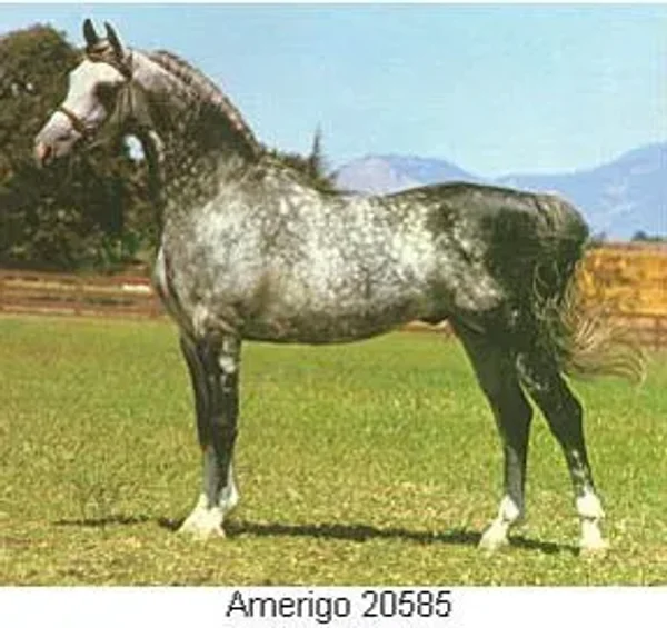 AMERIGO