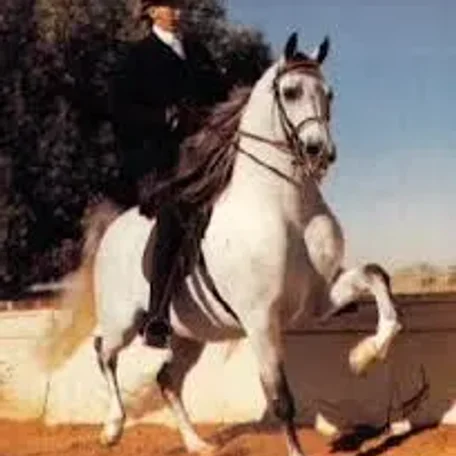 A full brother to Gdansk, Canadian National Park Champion Cognac is a noted sire of horses with tremendous athletic ability.