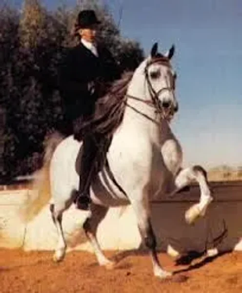 A full brother to Gdansk, Canadian National Park Champion Cognac is a noted sire of horses with tremendous athletic ability.
