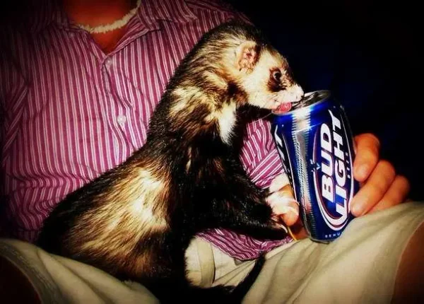 Funny Ferret
