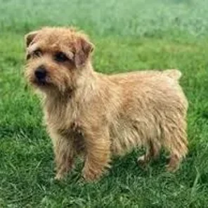 Norfolk Terrier