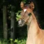 PUR SANG ARABES