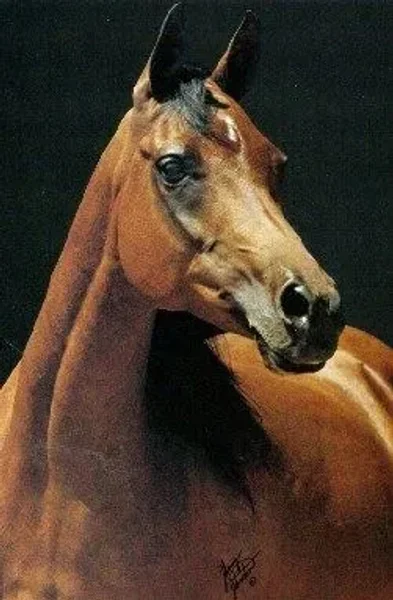 Gai Apache Vienna