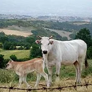 Chianina