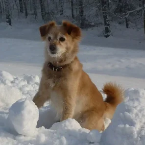 Animals in Winter We Domesticate