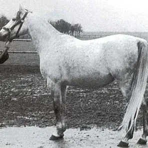 BAJADERA