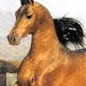 VON HERTE KATSSUO
