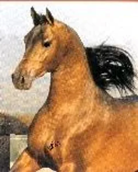 VON HERTE KATSSUO