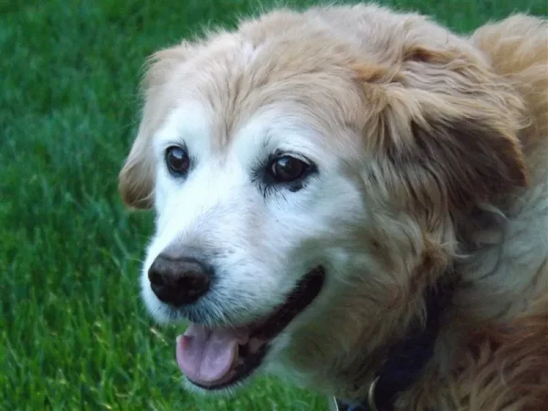 Maggie