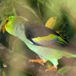 Lilac-tailed Parrotlet
